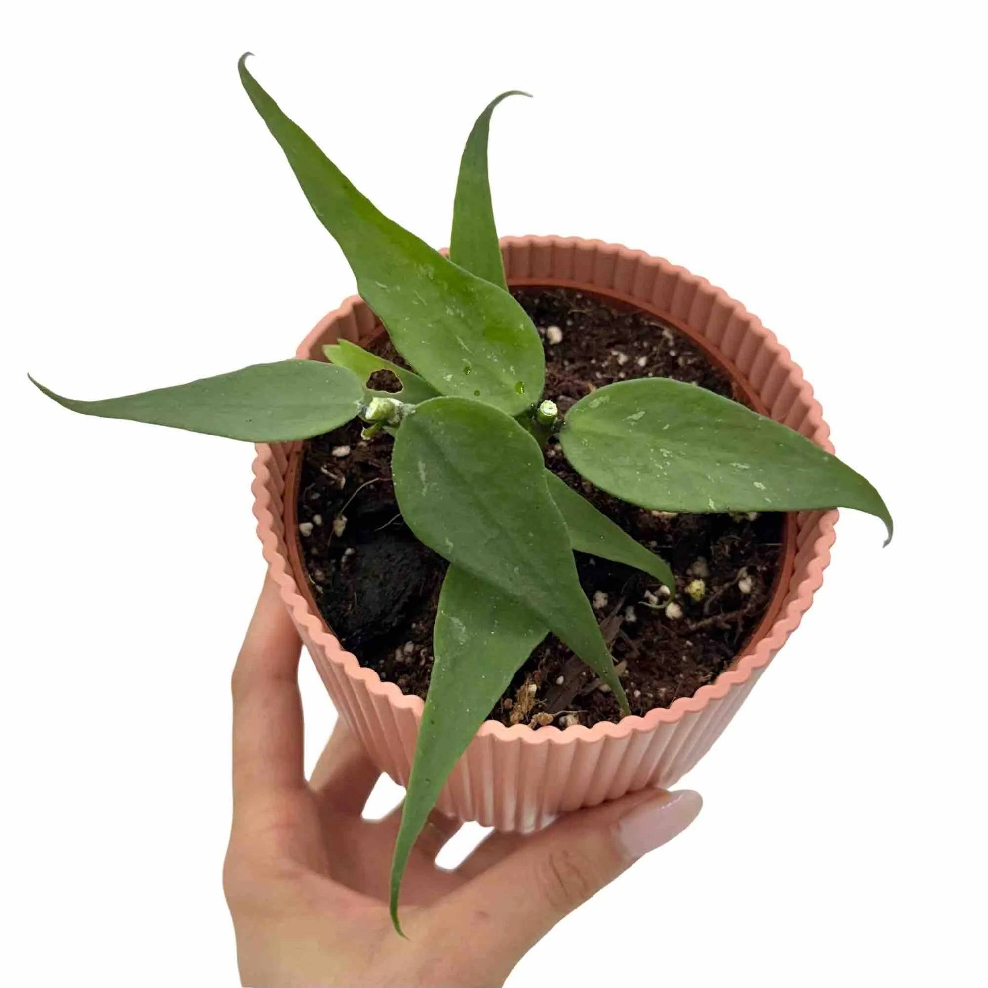 Hoya Polyneura Vietnam - Pot de 10,5cm - Plantes d'intérieur - Image 1