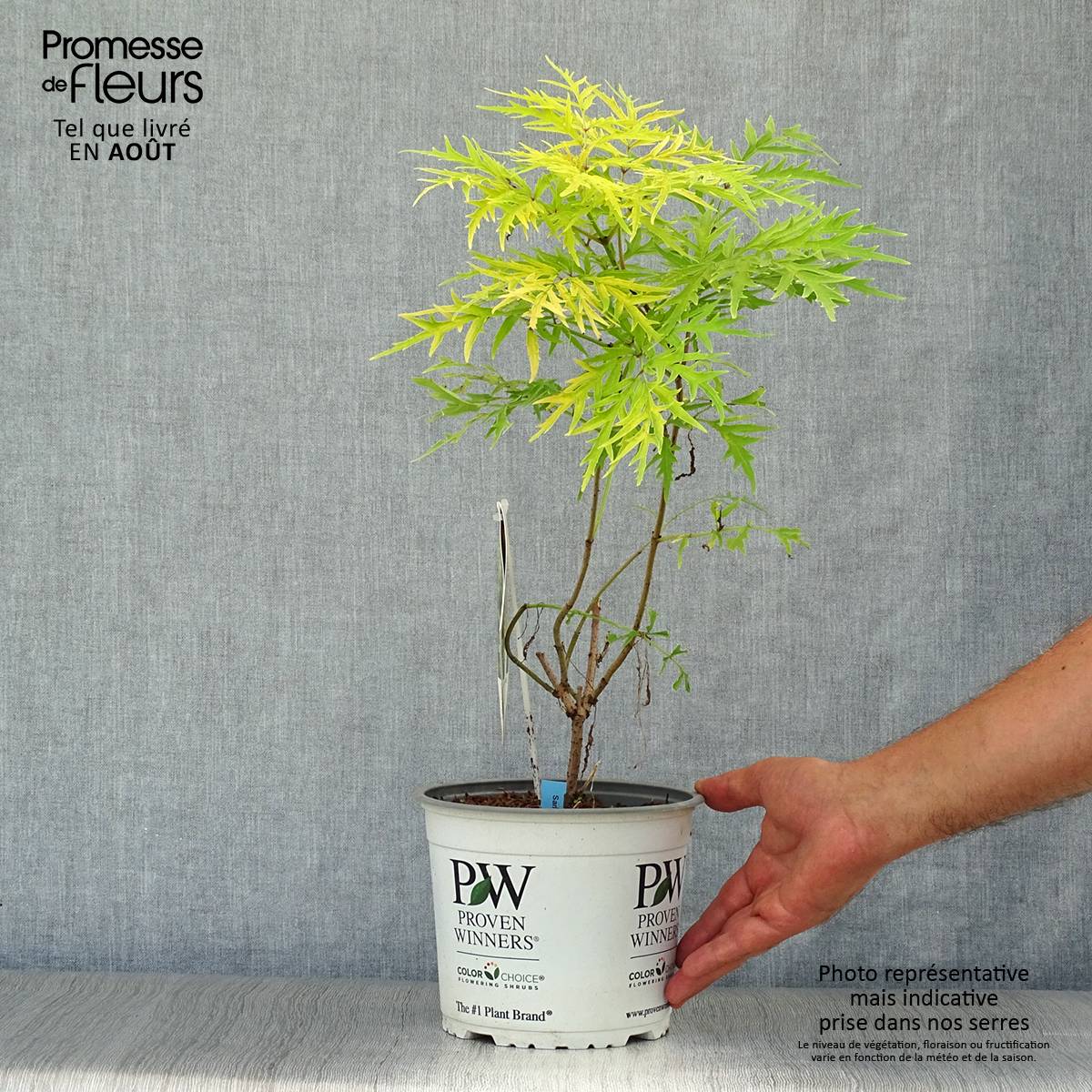 Promesse de Fleurs - Sureau à grappes - Sambucus racemosa Lemony Lace Pot de 2L/3L - Image 2