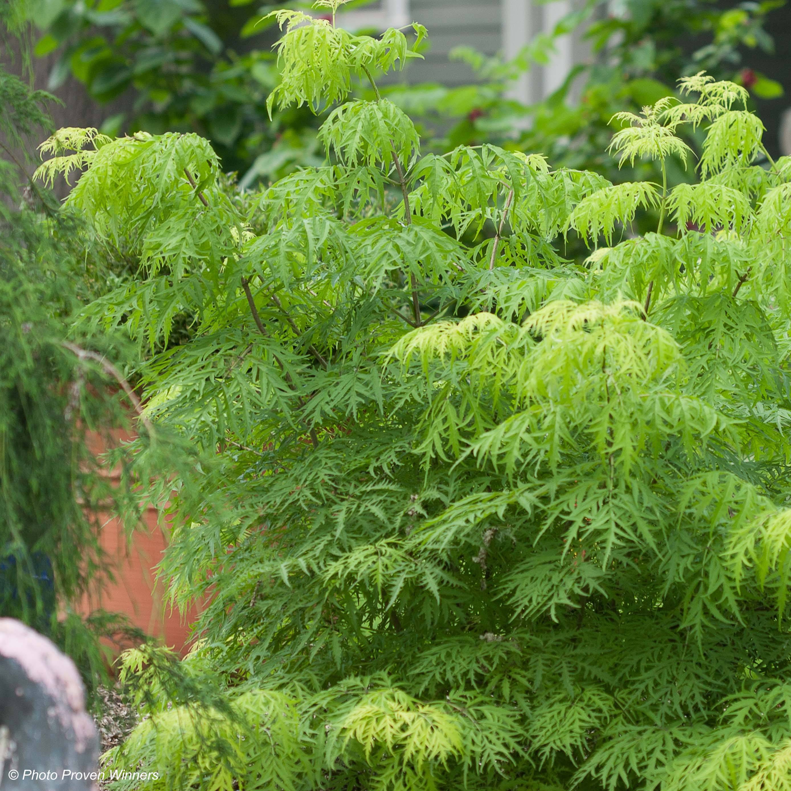 Promesse de Fleurs - Sureau à grappes - Sambucus racemosa Lemony Lace Pot de 2L/3L - Image 1