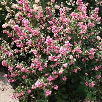 Symphorine Magical® Sweet 'Kolmaswet', Symphoricarpos à fleurs Blanche - feuillage Caduc - Pot de 3L - 20/40 cm- hauteur à maturité De 2,50 m à 3,00
