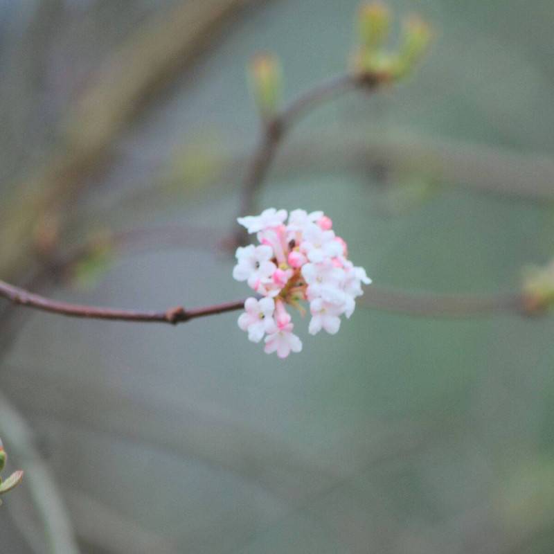 Viorne d'hiver Charles Lamont, Viburnum à fleurs Rose - feuillage Caduc - Pot de 3L - 40/60 cm-  hauteur à maturité De 2,50 m à 3,00 m - Image 1