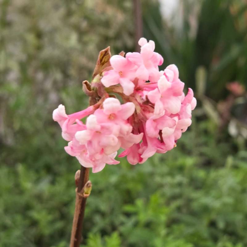 Viorne d'hiver Charles Lamont, Viburnum à fleurs Rose - feuillage Caduc - Pot de 3L - 40/60 cm-  hauteur à maturité De 2,50 m à 3,00 m - Image 3