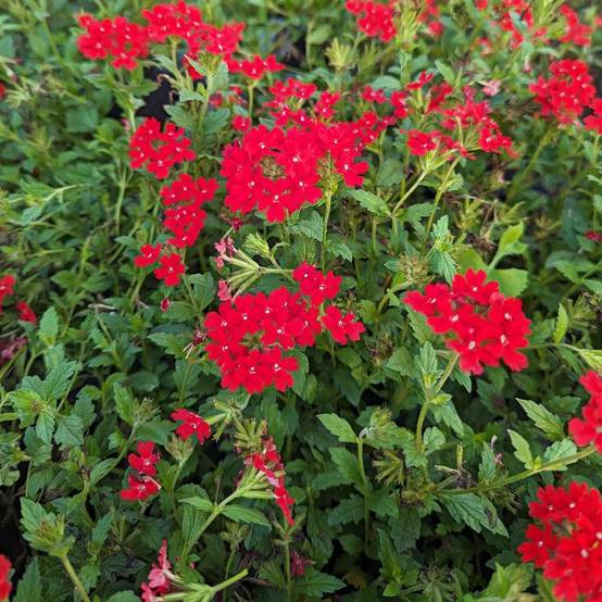 Verveine du Pérou à fleurs Rouge - feuillage Persistant - Godet- hauteur à maturité De 0,15 m à 0,50 m