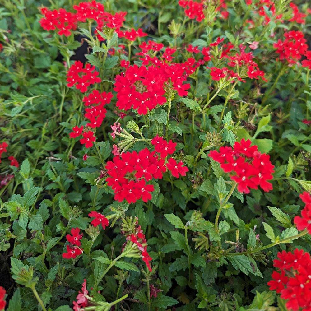 Verveine du Pérou à fleurs Rouge - feuillage Persistant - Godet-  hauteur à maturité De 0,15 m à 0,50 m