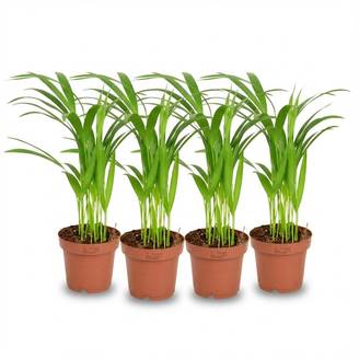 Palmier Areca - Dypsis lutescens - lot de 4 - Ø12cm - ↕40cm - Plantes d’intérieur