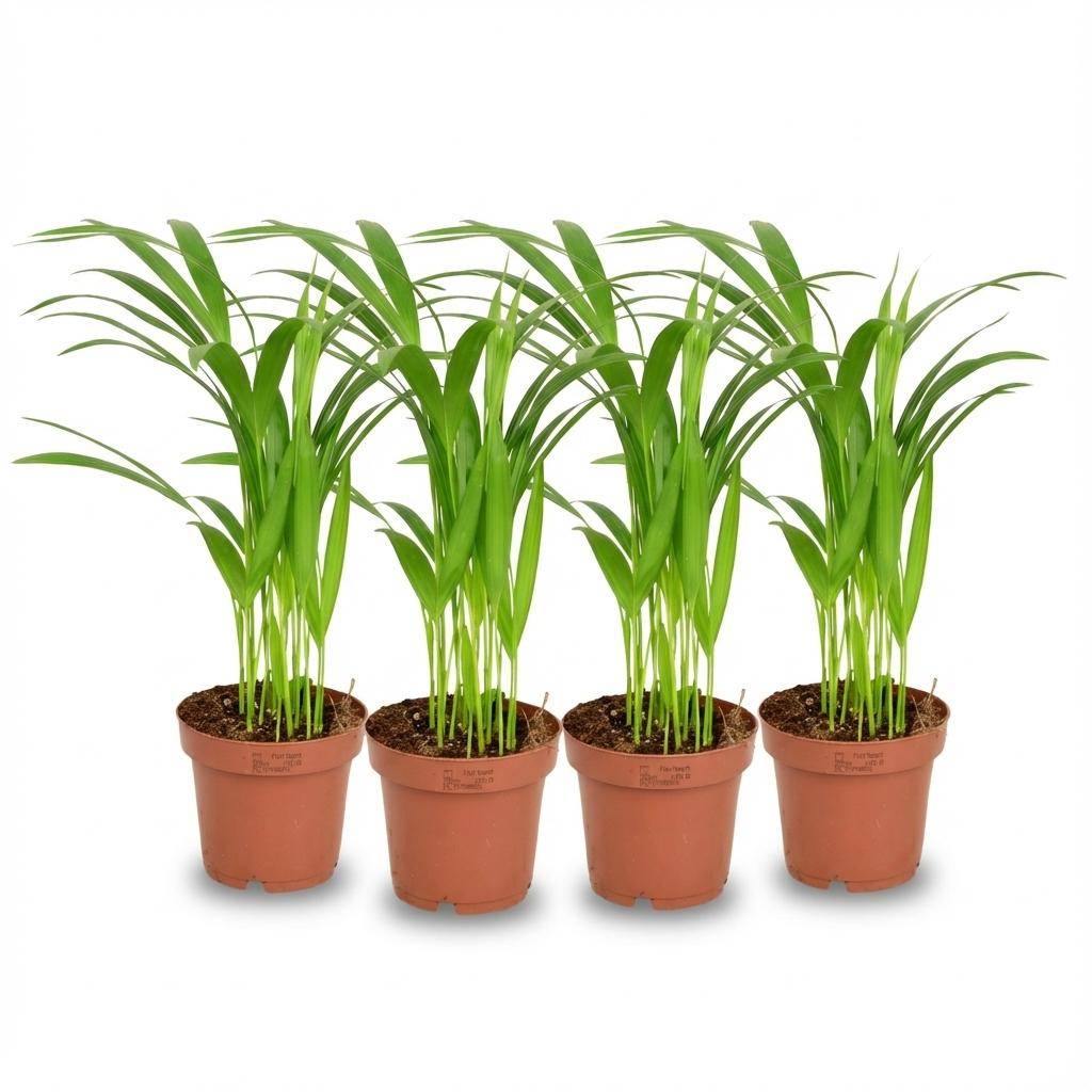Palmier Areca - Dypsis lutescens - lot de 4 - Ø12cm - ↕40cm - Plantes d’intérieur - Image 1