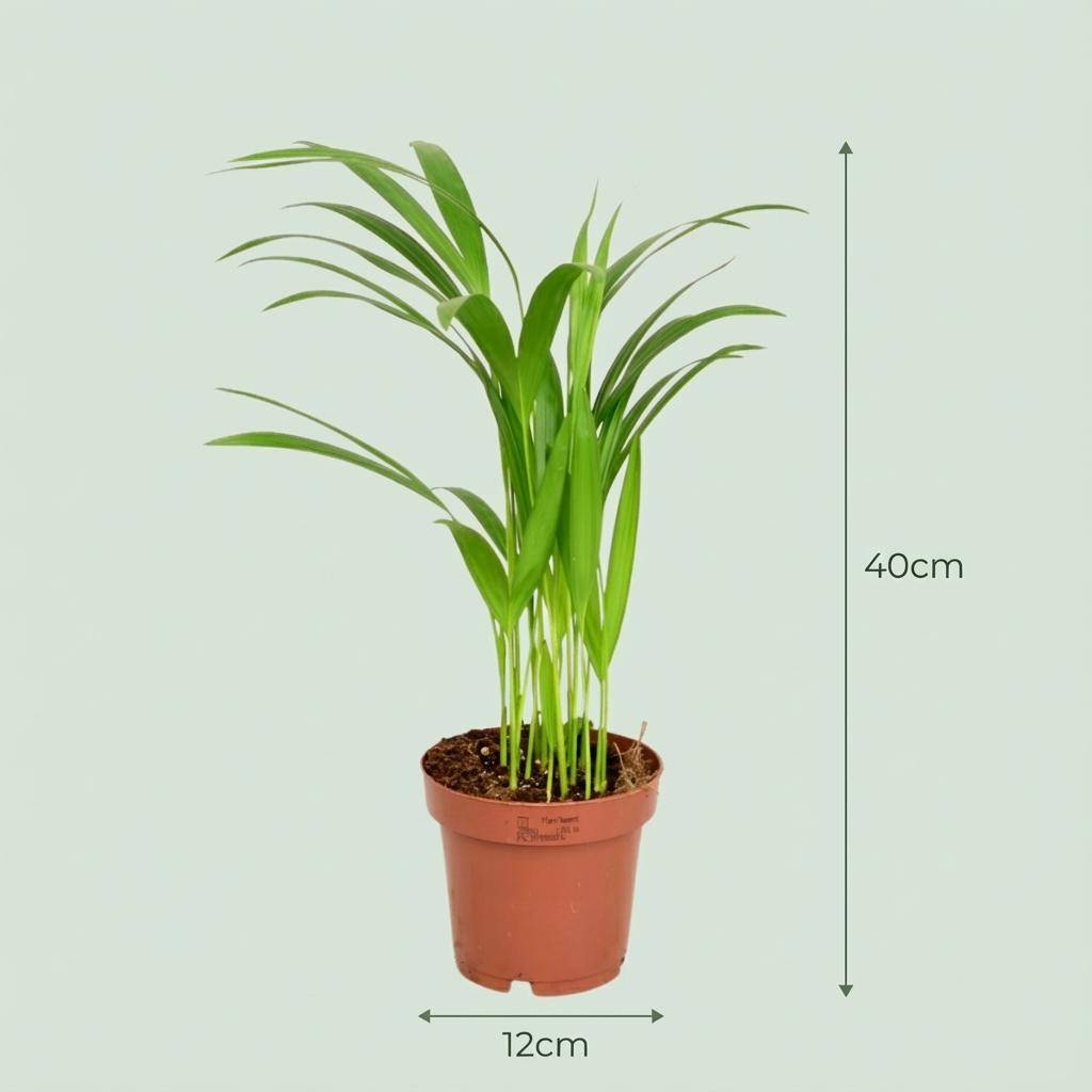 Palmier Areca - Dypsis lutescens - lot de 4 - Ø12cm - ↕40cm - Plantes d’intérieur - Image 3
