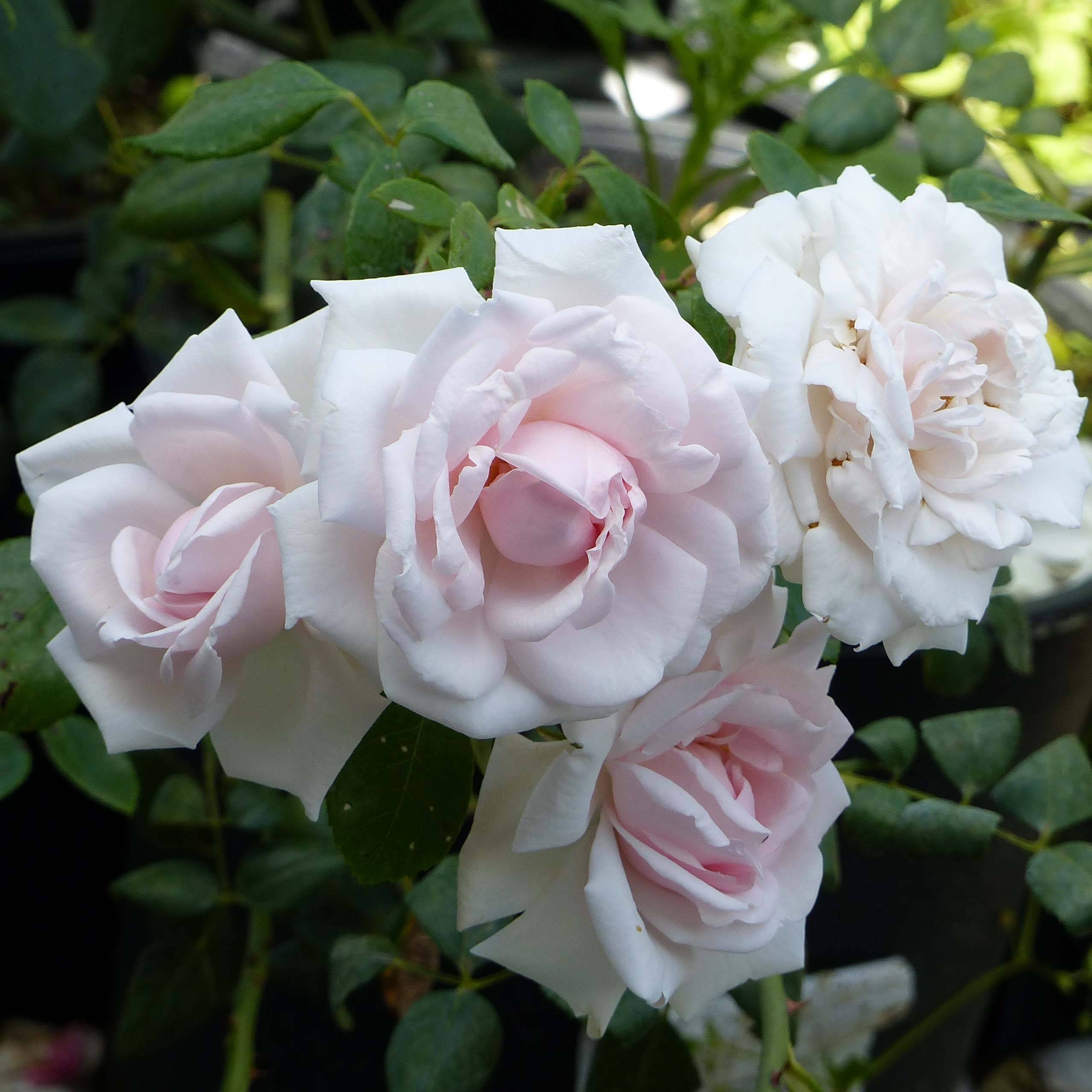 Rosier grimpant New Dawn Racines nues en motte