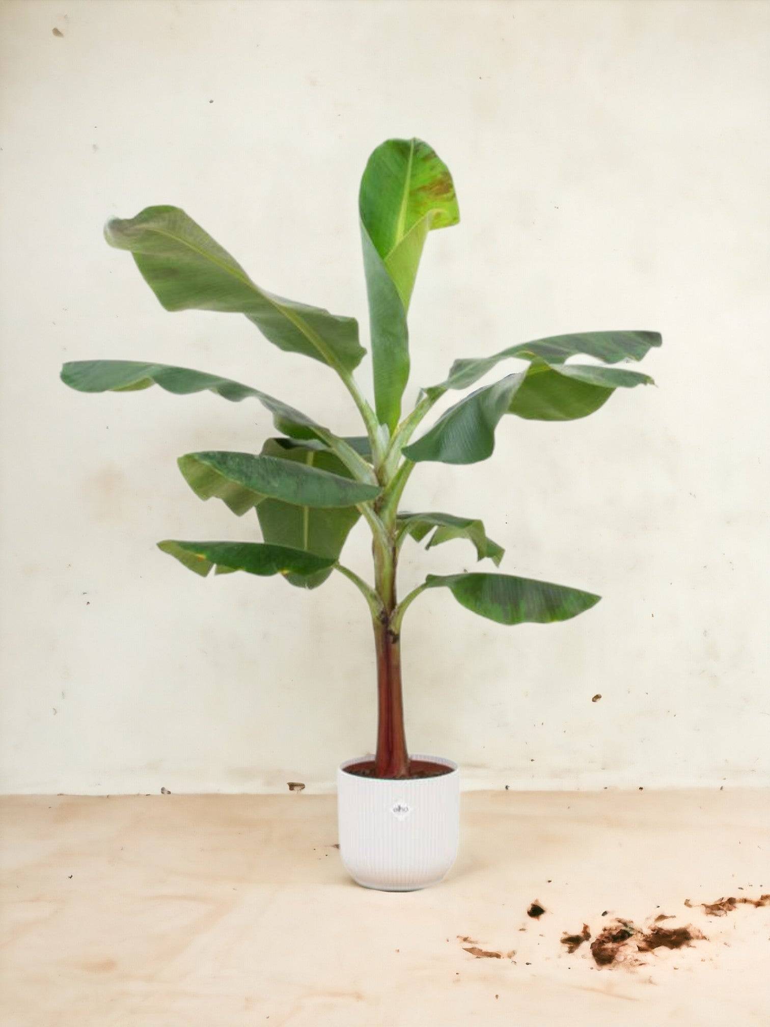 Bananier Musa 100cm et son pot- La Green Touch Blanc 23cm - Hauteur 100cm
