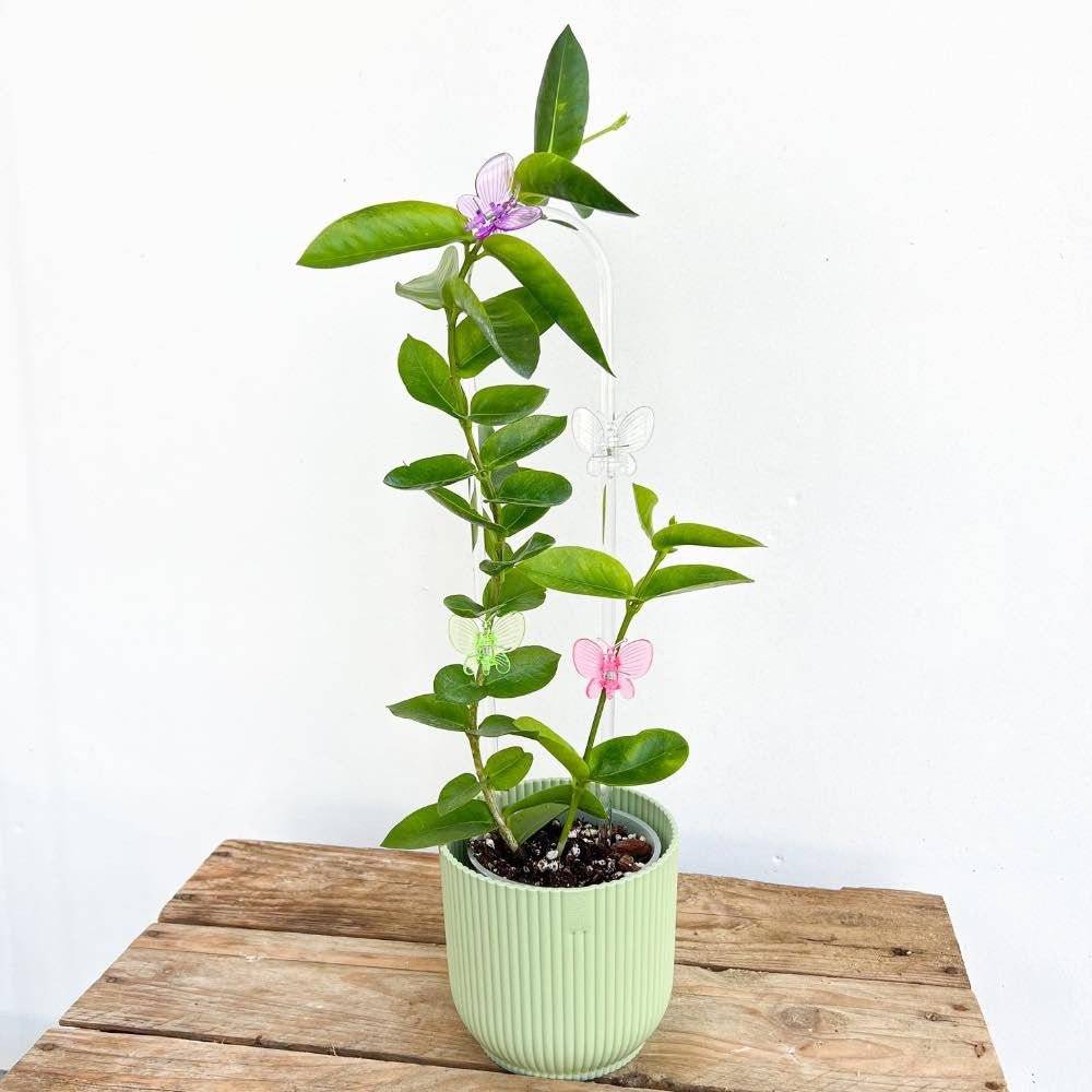Tuteur Hoya - Tuteur Arche pour Hoya - Tuteur Acrylique Transparent - Support pour plantes grimpantes - XS - Image 10
