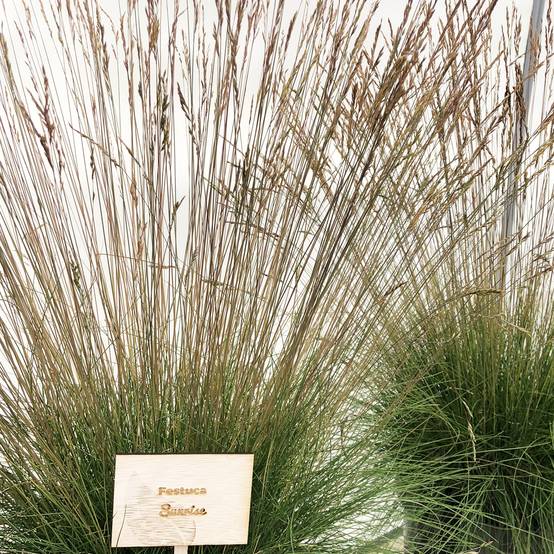 Promesse de Fleurs - Festuca Sunrise - Fétuque Godet de 8/9 cm
