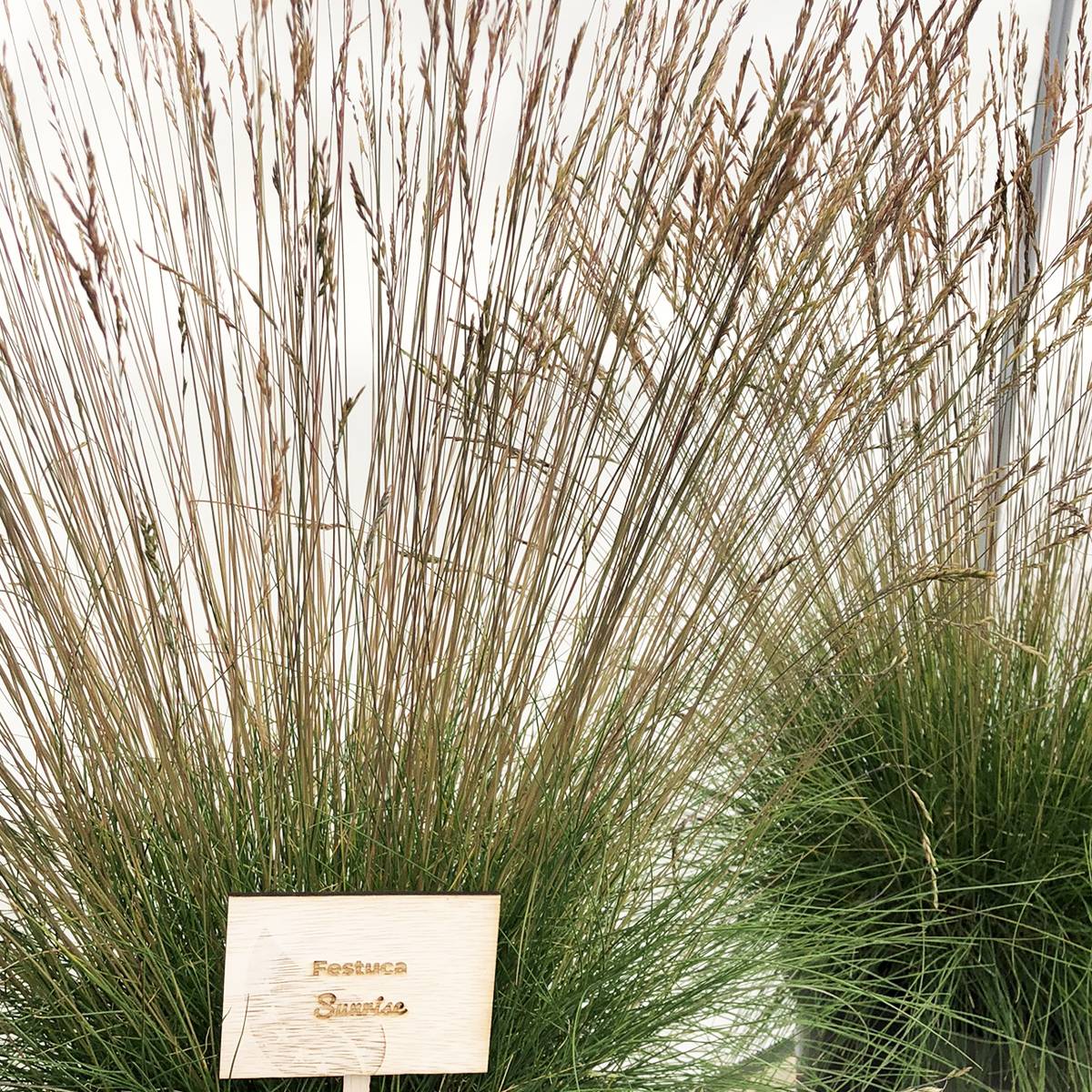 Promesse de Fleurs - Festuca Sunrise - Fétuque Godet de 8/9 cm