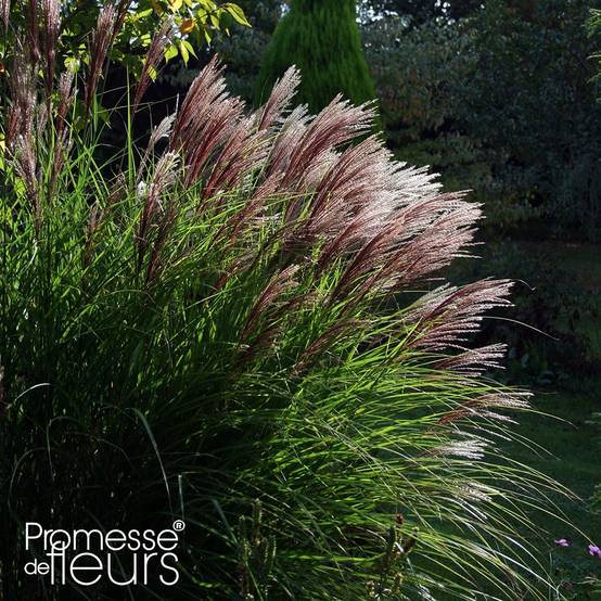 Miscanthus sinensis Red Chief - Roseau de Chine Godet de 8/9 cm