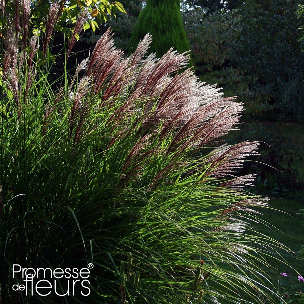 Miscanthus sinensis Red Chief - Roseau de Chine Godet de 8/9 cm