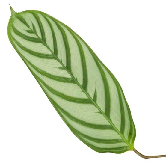 Calathea Compactstar - D19 H80cm - Image 2