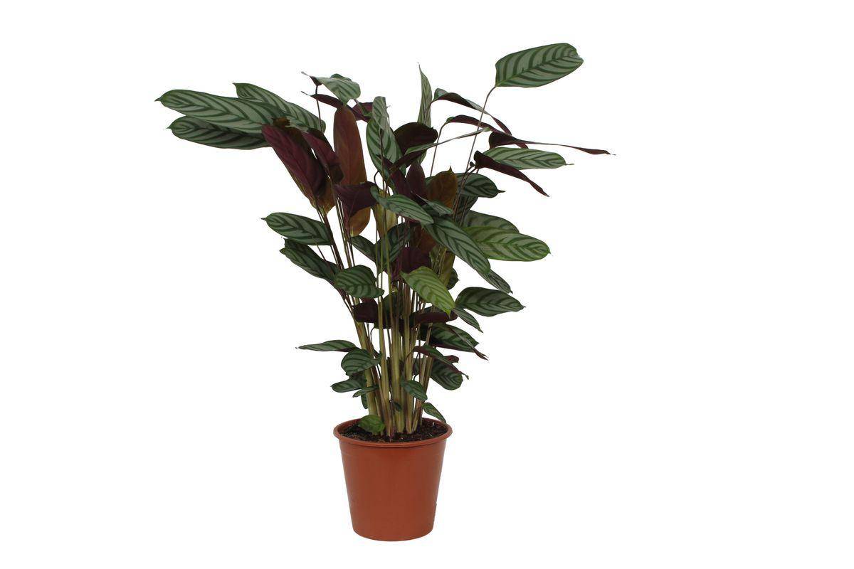 Calathea Compactstar - D19 H80cm - Image 1