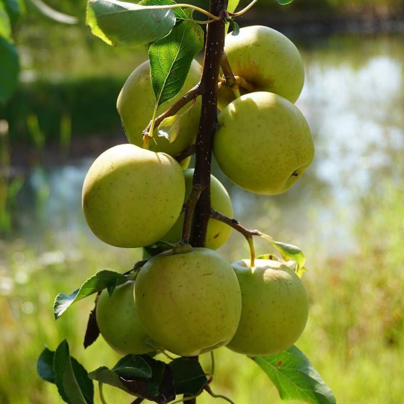 Pommier Golden Delicious - Bon rendement - Pot de 15L - Palmette verrier - 150/175 cm - De 3,00 m à 5,00 m - Image 9