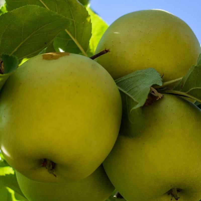 Pommier Golden Delicious - Bon rendement - Pot de 15L - Palmette verrier - 150/175 cm - De 3,00 m à 5,00 m - Image 8