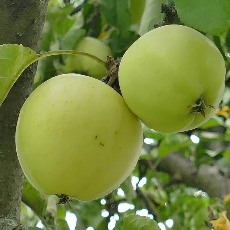 Pommier Golden Delicious - Bon rendement - Pot de 15L - Palmette verrier - 150/175 cm - De 3,00 m à 5,00 m - Image 4