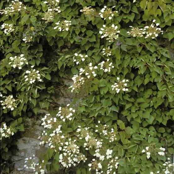 Schizophragma hydrangeoïdes Pot de 2L/3L