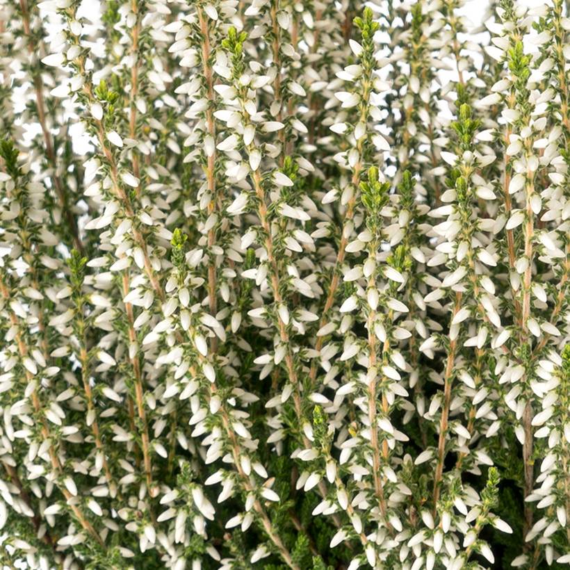 Bruyère d'été - Calluna Garden Girls Bettina Godet de 8/9 cm