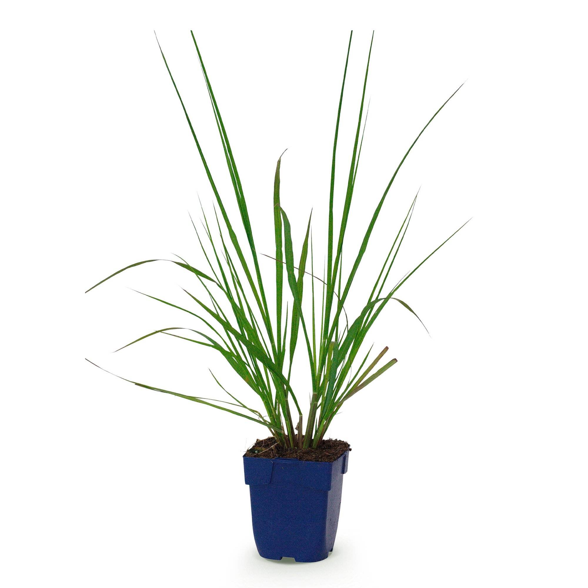 Herbe aux écouvillons 'Black Beauty' (Pennisetum alopecuroides) - graminée ornementale - Pot 11 cm - Hauteur 25 cm - 1 plant - Plantes d'intérieur - Image 2