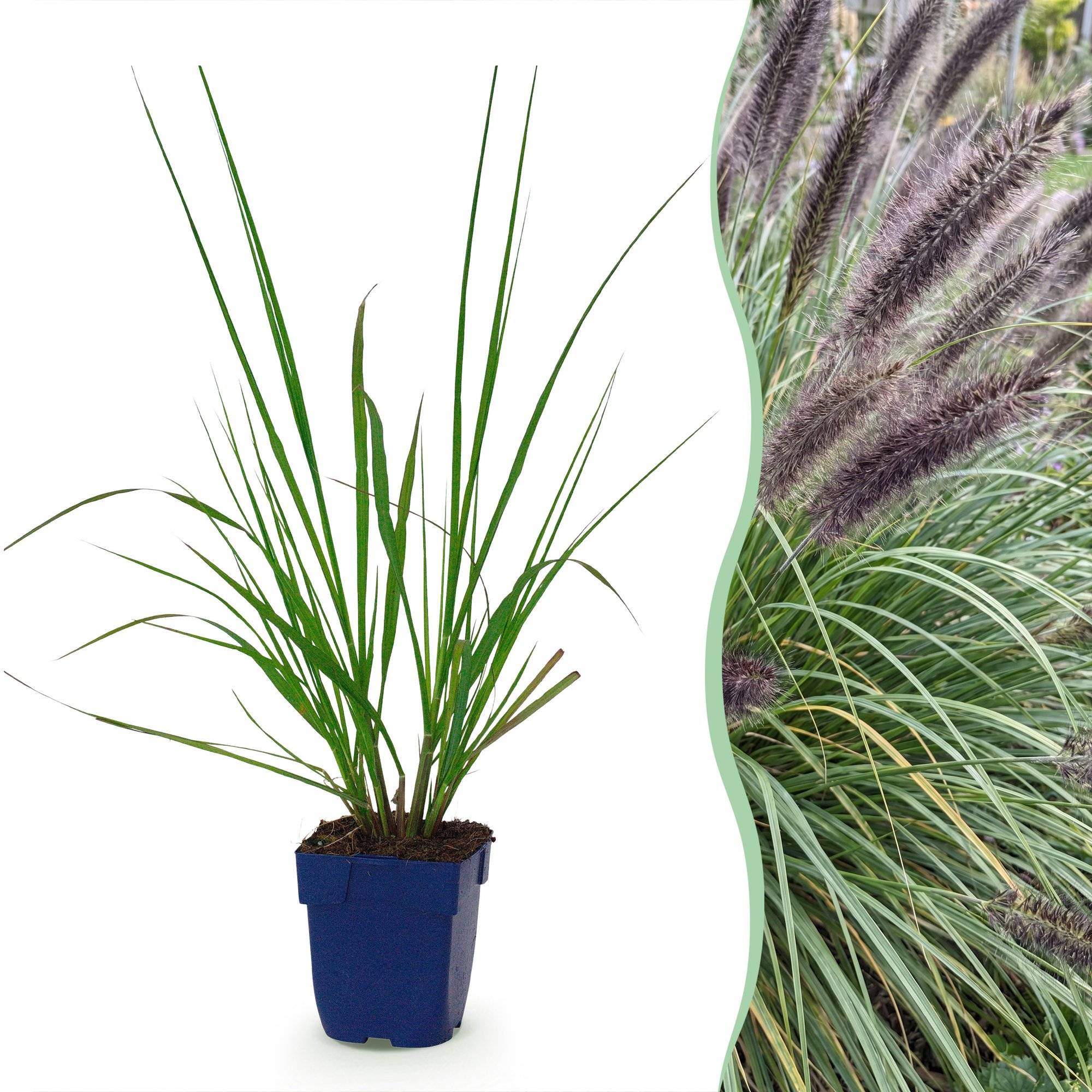 Herbe aux écouvillons 'Black Beauty' (Pennisetum alopecuroides) - graminée ornementale - Pot 11 cm - Hauteur 25 cm - 1 plant - Plantes d'intérieur - Image 1