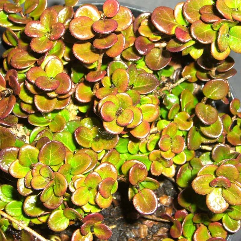 Chèvrefeuille rampant Little Honey - Lonicera crassifolia Pot de 2L/3L - Image 1