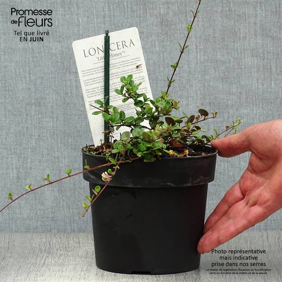 Chèvrefeuille rampant Little Honey - Lonicera crassifolia Pot de 2L/3L - Image 2