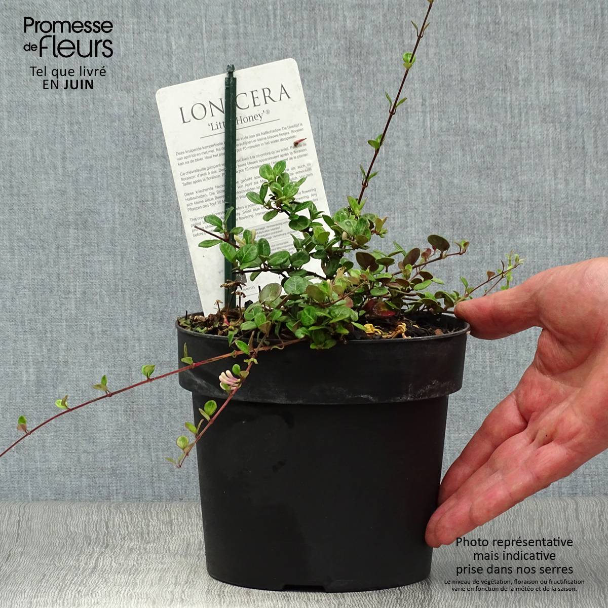 Chèvrefeuille rampant Little Honey - Lonicera crassifolia Pot de 2L/3L - Image 2