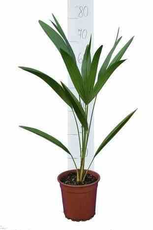 0 - Chamaerops humilis (palmier doum) Pot de 180L 150/175cm - Image 1