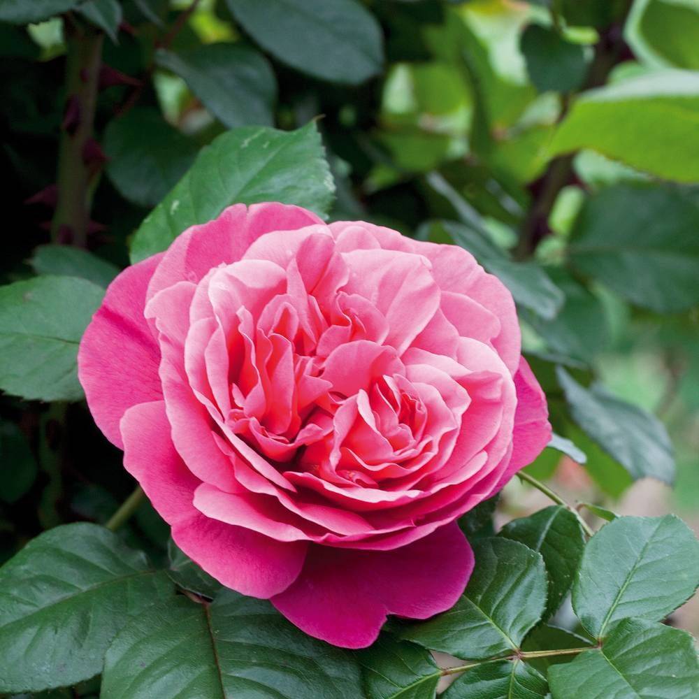 Rosier à grandes fleurs Line Renaud® 'Meiclusif' à fleurs Rose/ - feuillage Caduc - Pot de 10 L - 1/2 tige