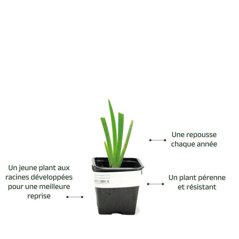3 Iris 'Tangerine' - Lot de 3 vivaces - Pépinières Naudet - Image 3
