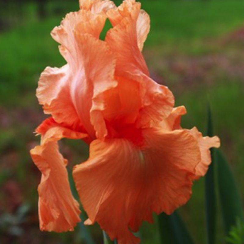 3 Iris 'Tangerine' - Lot de 3 vivaces - Pépinières Naudet - Image 1