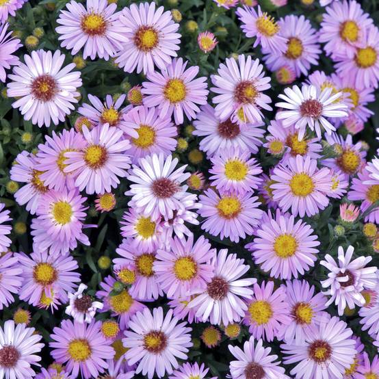 Aster dumosus Marjorie - Aster nain Pot de 2L/3L