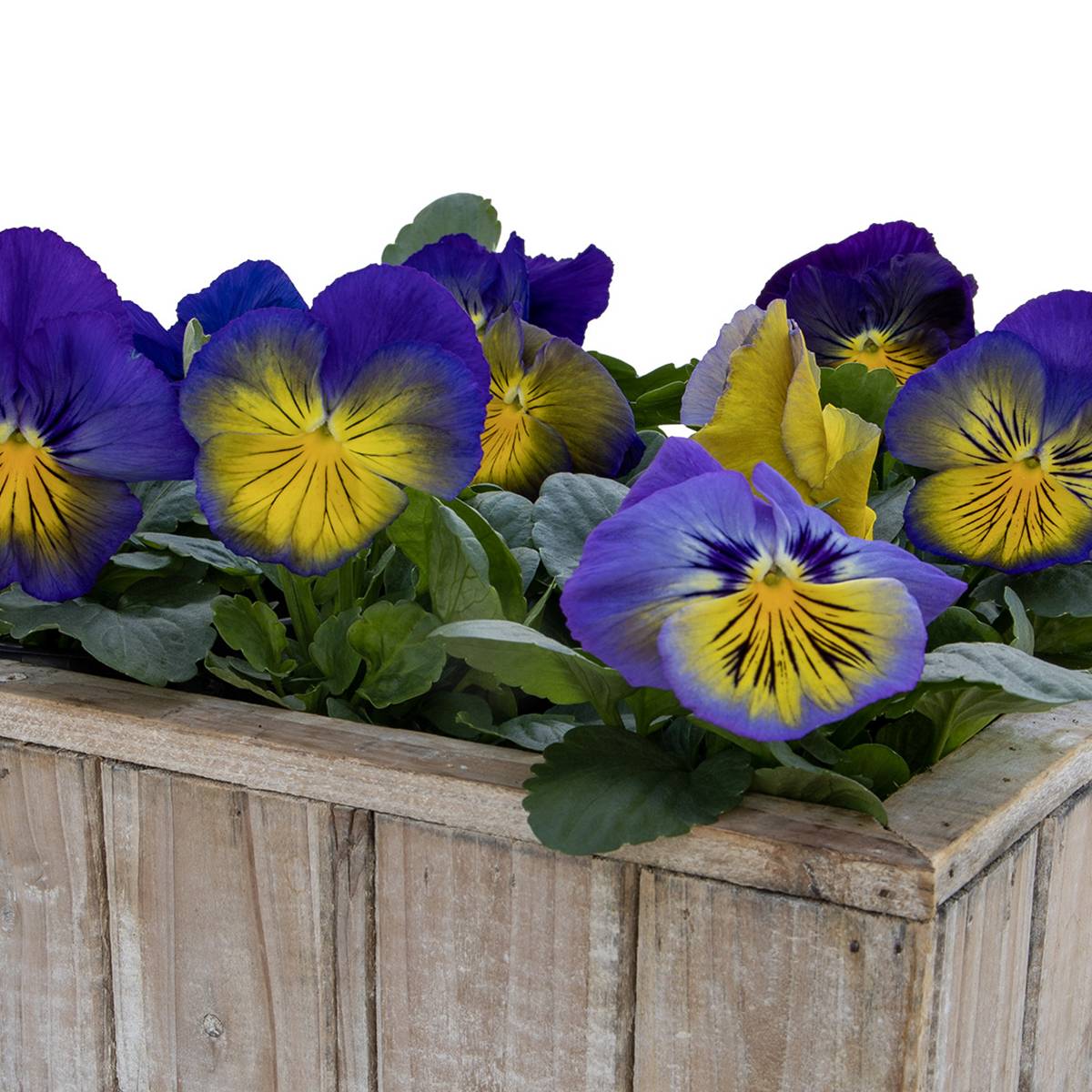 Promesse de Fleurs - Graines de Pensée Cats Plus Blue and Yellow - Viola x wittrockiana le sachet de 25 graines environ