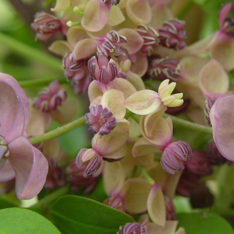 Akebie quinata Silver Bells, Akebia à fleurs Rose - feuillage Semi-Persistant - Godet - 5/20 cm-  hauteur à maturité De 5,00 m à 10,00 m - Image 1