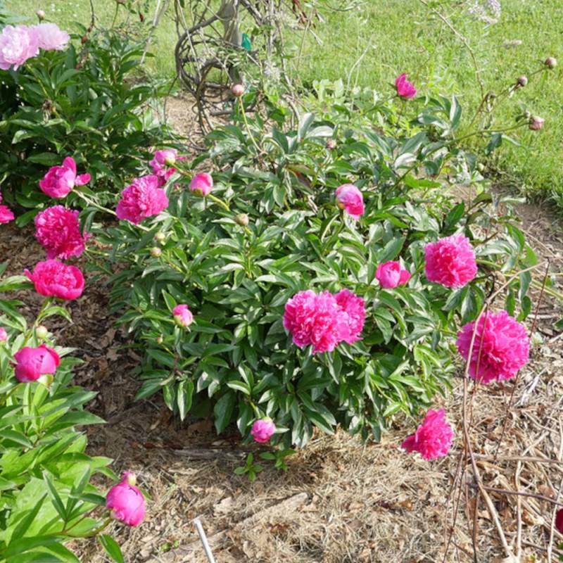 Pivoine herbacée Felix Crousse à fleurs Rose/Rouge - feuillage Caduc - Pot de 2L - 10/20 cm - Image 7