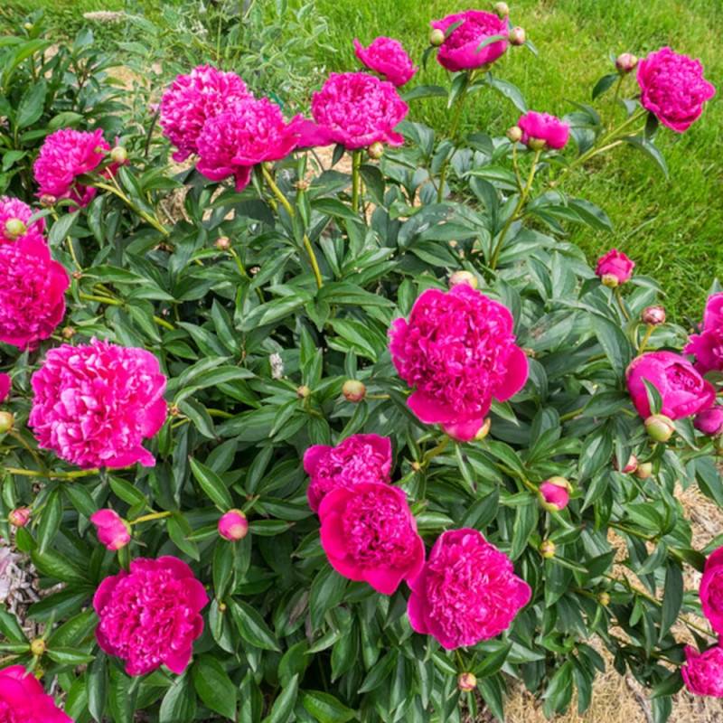 Pivoine herbacée Felix Crousse à fleurs Rose/Rouge - feuillage Caduc - Pot de 2L - 10/20 cm - Image 9