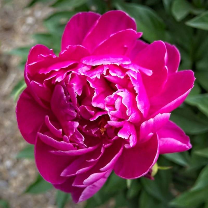 Pivoine herbacée Felix Crousse à fleurs Rose/Rouge - feuillage Caduc - Pot de 2L - 10/20 cm - Image 2