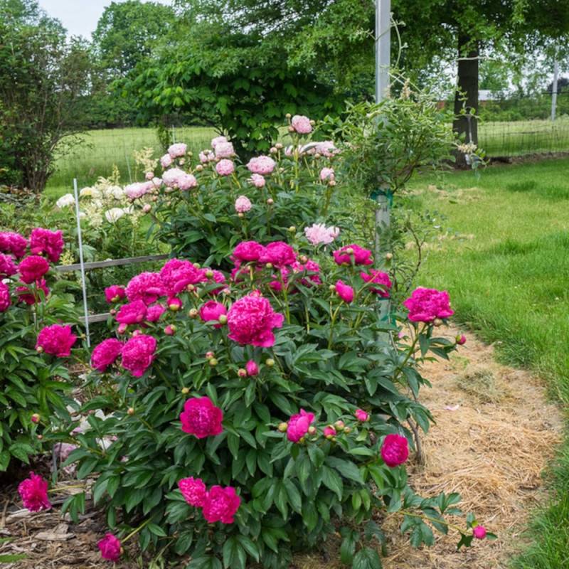 Pivoine herbacée Felix Crousse à fleurs Rose/Rouge - feuillage Caduc - Pot de 2L - 10/20 cm - Image 10