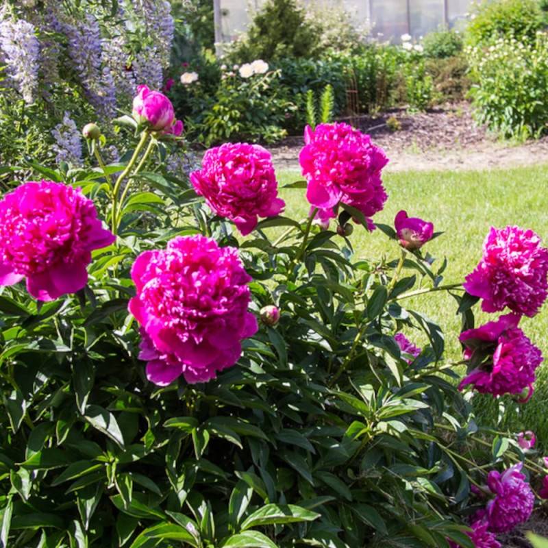 Pivoine herbacée Felix Crousse à fleurs Rose/Rouge - feuillage Caduc - Pot de 2L - 10/20 cm - Image 8