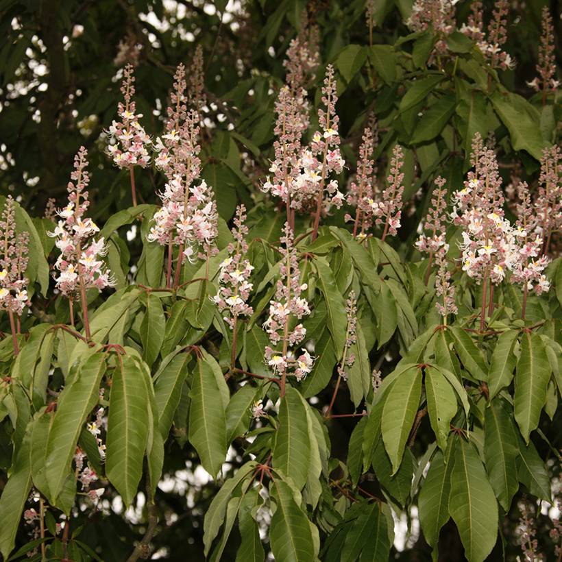 Promesse de Fleurs - Aesculus indica Sydney Pearce - Marronnier de l'Himalaya Pot de 7,5L/10L