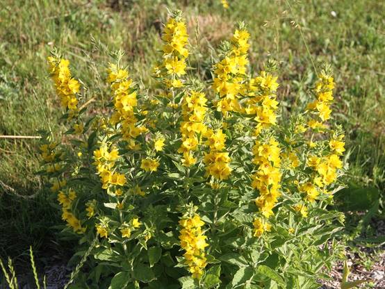 Promesse de Fleurs - Lysimachia punctata - Lysimaque ponctuée Godet de 8/9 cm