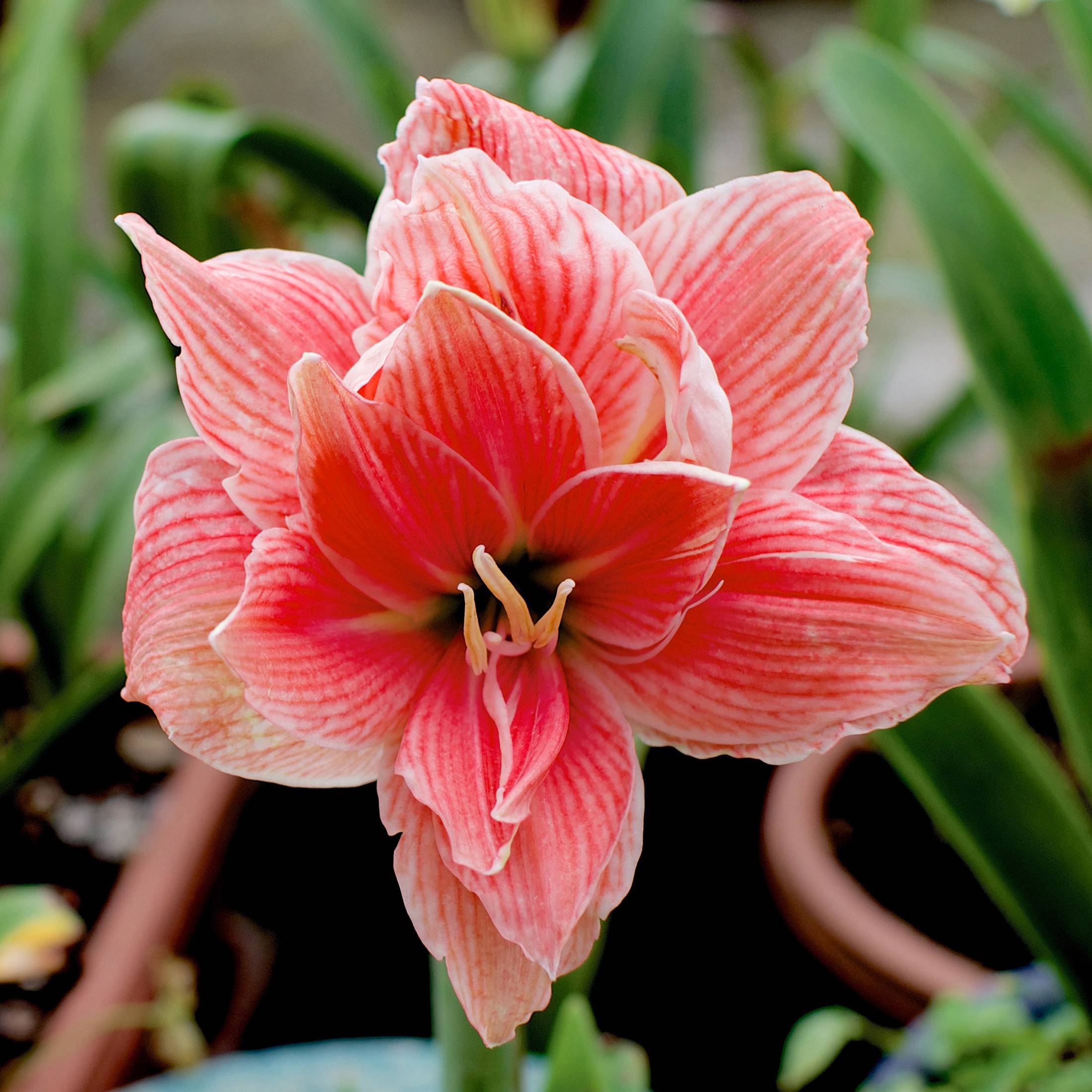 Promesse de Fleurs - Amaryllis double Sweet Nymph Bulbe calibre 30+