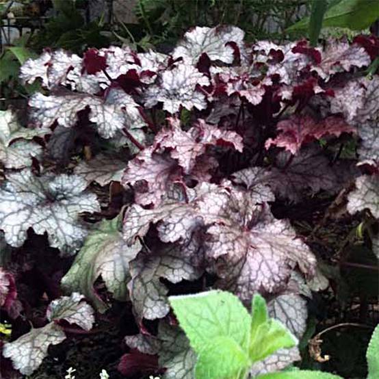 Promesse de Fleurs - Heuchère - Heuchera Amethyst Myst Godet de 8/9 cm