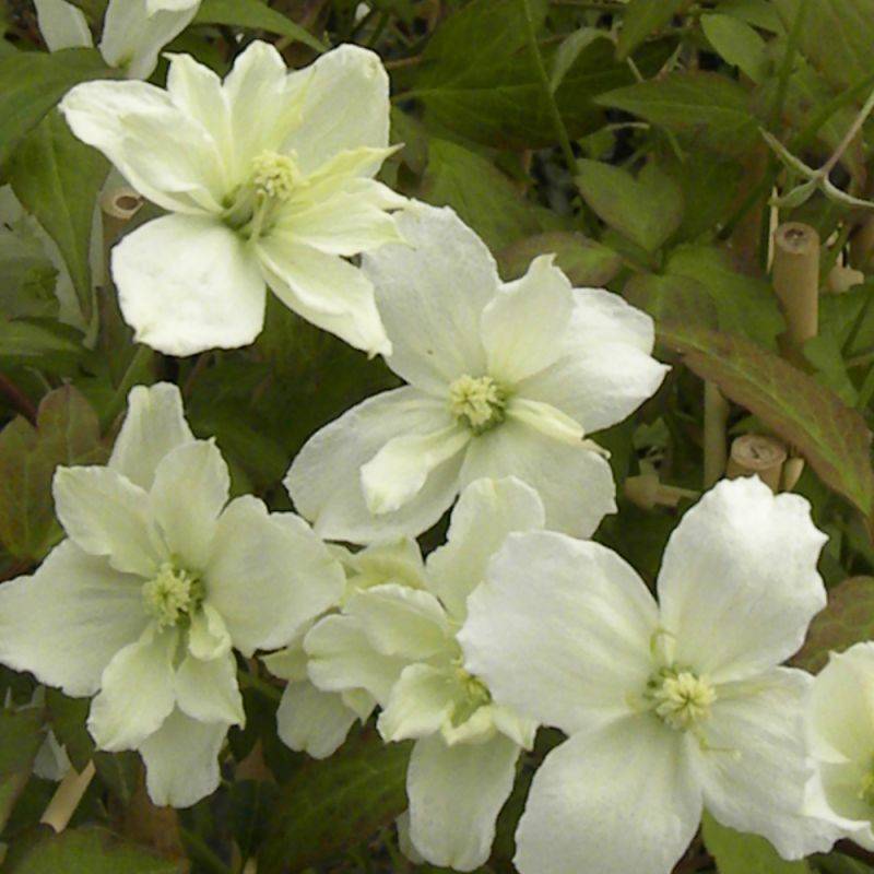 Clématite montana Starlet® White Perfume 'fpdw2009' à fleurs Blanche - feuillage Caduc - Godet - 5/20 cm-  hauteur à maturité De 5,00 m à 10,00 m - Image 9