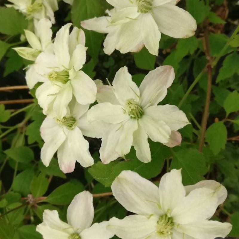 Clématite montana Starlet® White Perfume 'fpdw2009' à fleurs Blanche - feuillage Caduc - Godet - 5/20 cm-  hauteur à maturité De 5,00 m à 10,00 m - Image 10