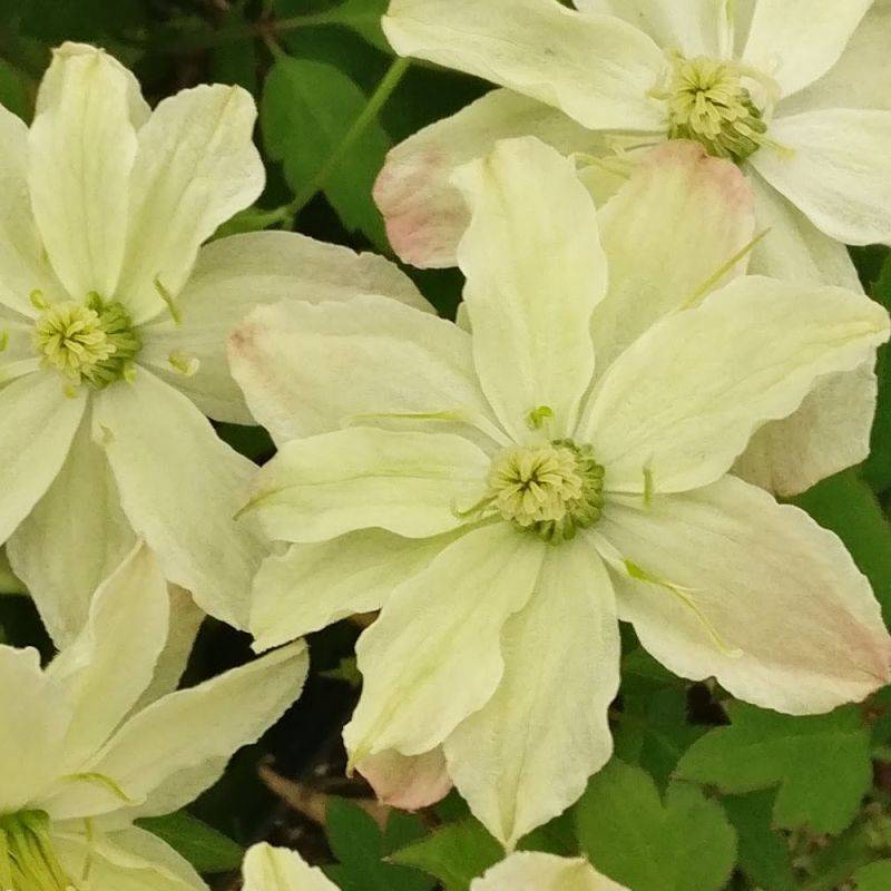 Clématite montana Starlet® White Perfume 'fpdw2009' à fleurs Blanche - feuillage Caduc - Godet - 5/20 cm-  hauteur à maturité De 5,00 m à 10,00 m - Image 7
