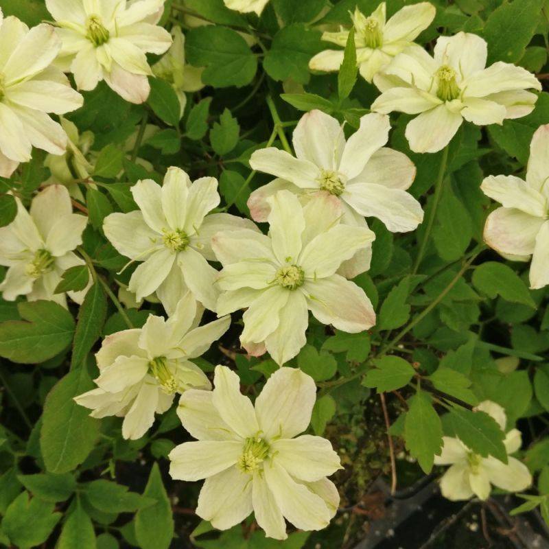Clématite montana Starlet® White Perfume 'fpdw2009' à fleurs Blanche - feuillage Caduc - Godet - 5/20 cm-  hauteur à maturité De 5,00 m à 10,00 m - Image 8